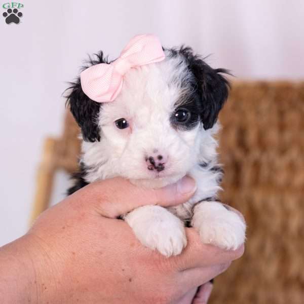 Kim, Mini Bernedoodle Puppy